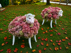Sat Oct 03 Hydrangea Sheep 261003161
